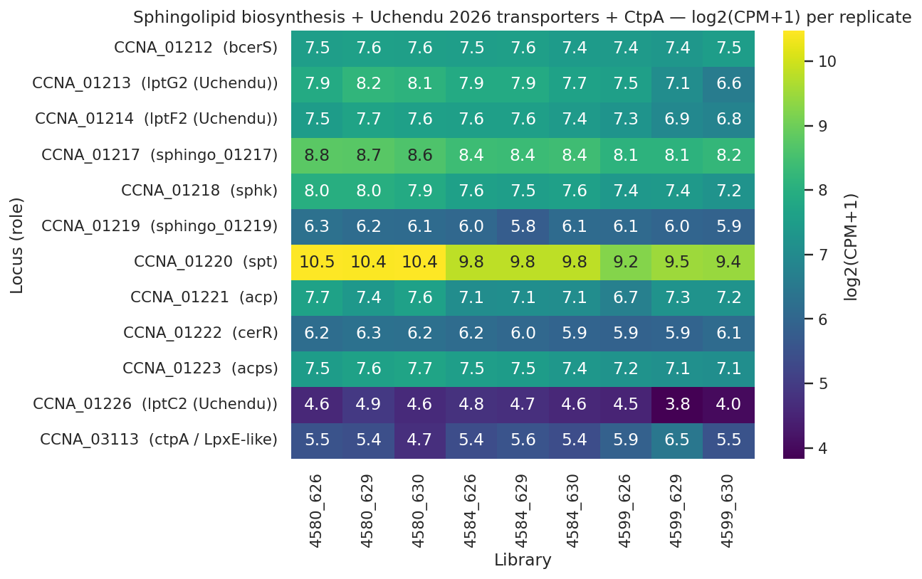 Sphingolipid locus heatmap from orientation notebook — neither induced nor strongly suppressed across the strain series