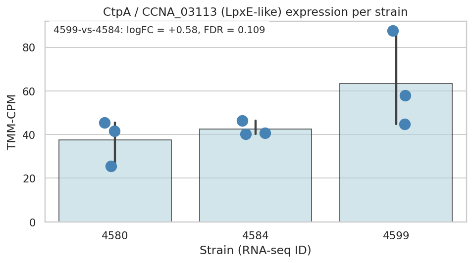 CtpA / CCNA_03113 expression per strain — clear monotonic rise 37→42→63 CPM despite borderline single-contrast FDR