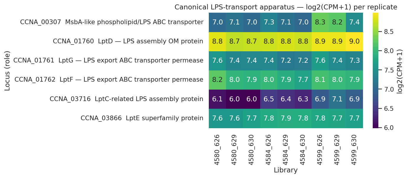Canonical LPS-transport apparatus heatmap — MsbA-like CCNA_00307 visibly UP in 4599 vs others
