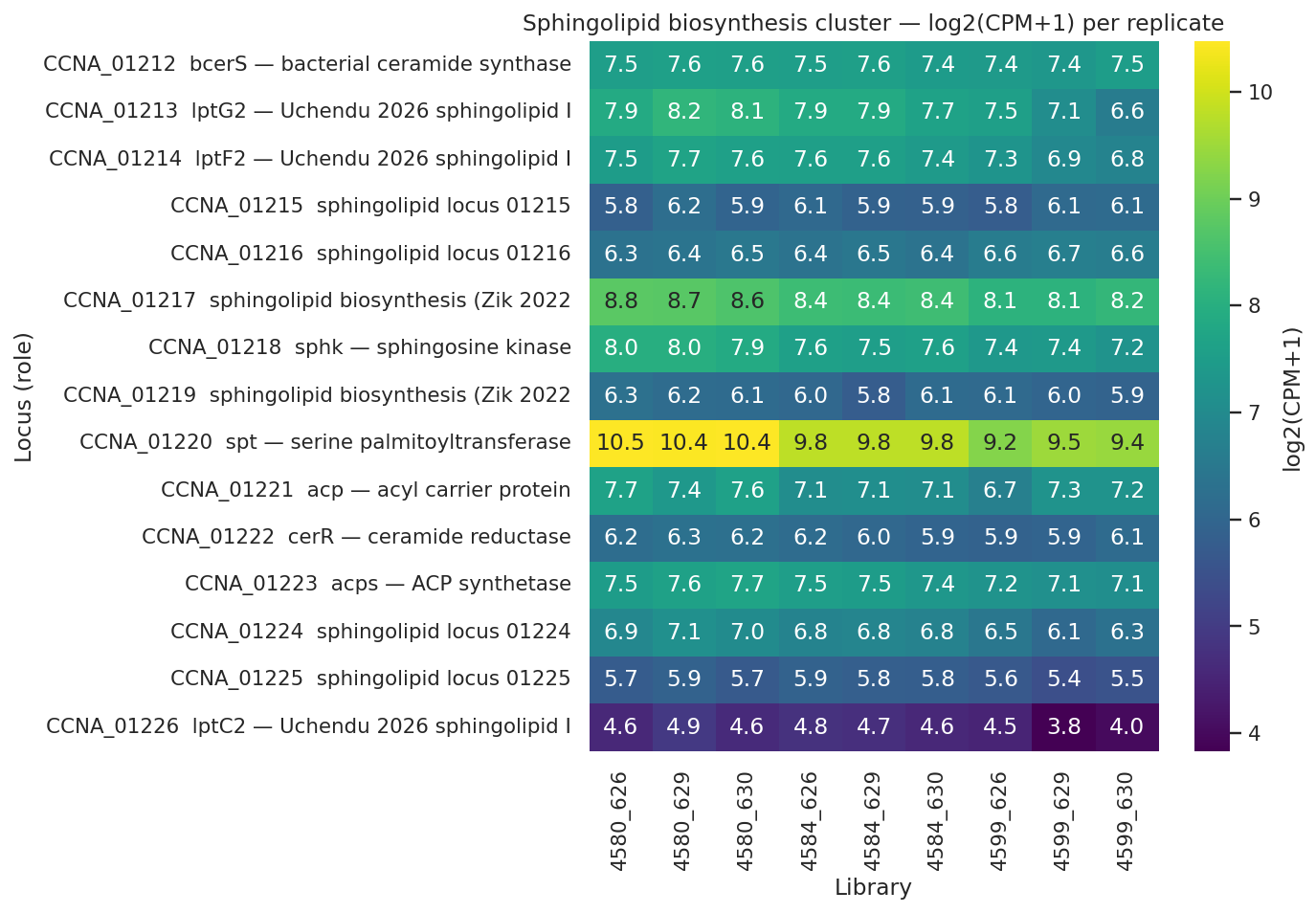Sphingolipid biosynthesis cluster heatmap — flat-to-slightly-decreasing across strain series