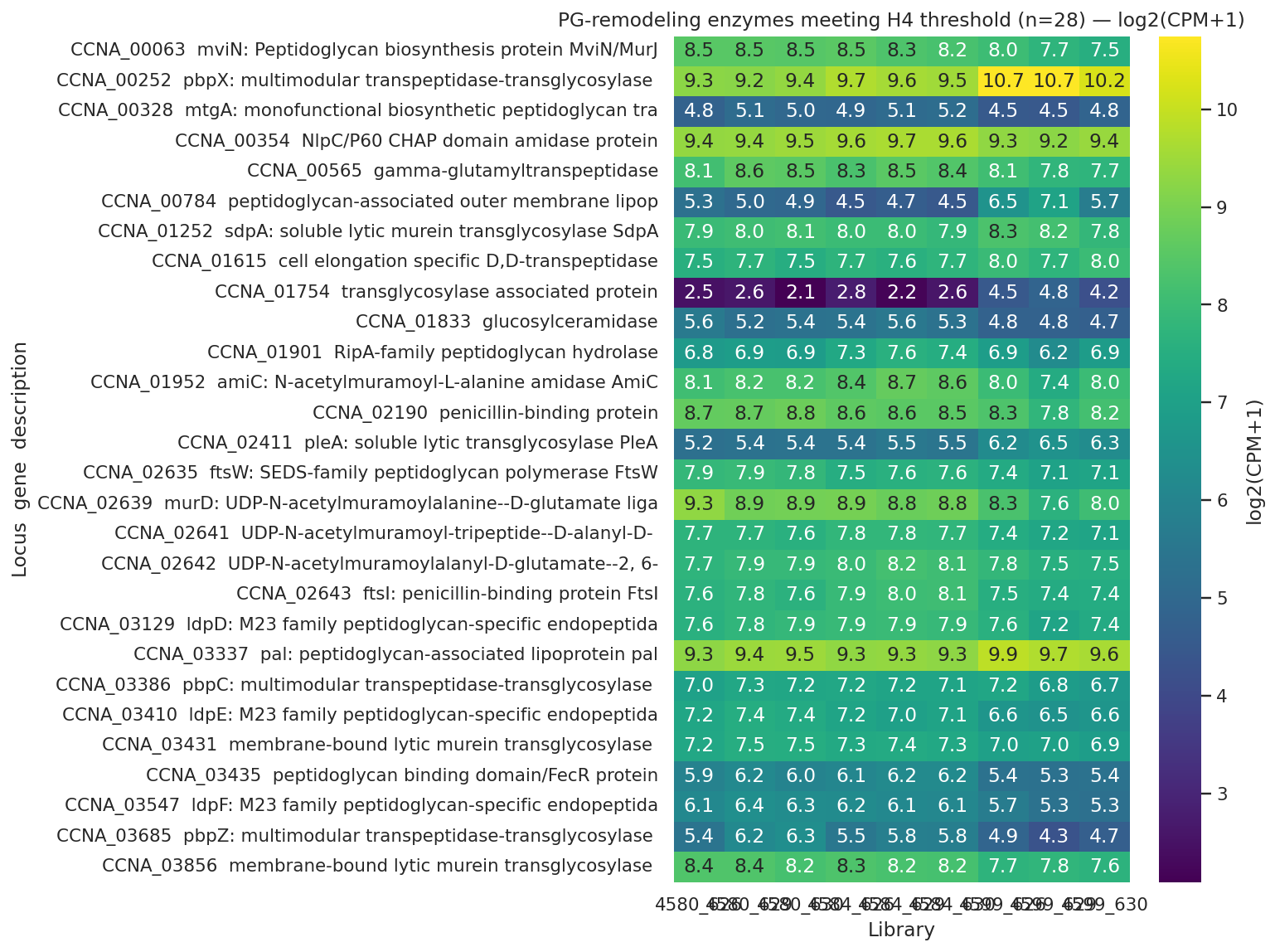 PG-remodeling enzymes meeting H4 threshold — coordinated up/down pattern across the strain series